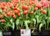 Tulipa Bright Parrot (1)
